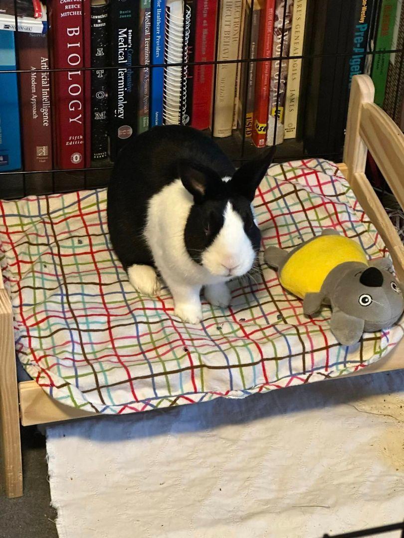 Enlarge Lola, a Adoptable Dutch in San Antonio, TX image 6/6