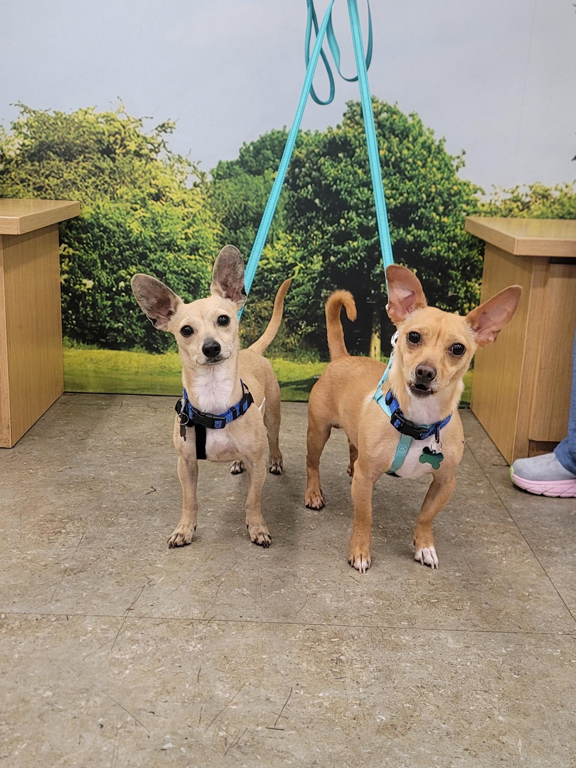 Poppy & Jackson~ foster or adopt, Adoptable, Young Male Chihuahua.