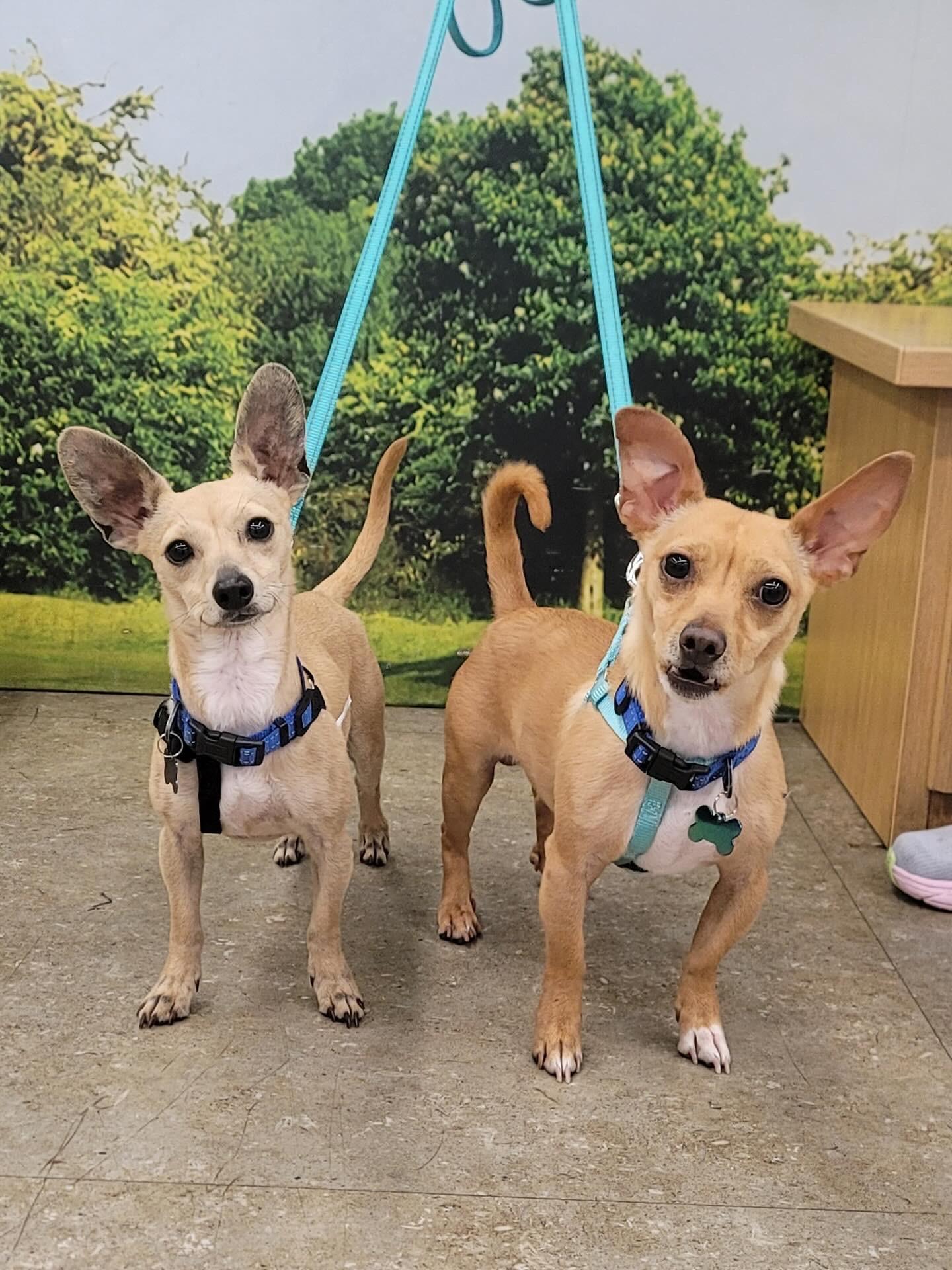 Enlarge Poppy & Jackson~ foster or adopt, a Adoptable Chihuahua in Irvine, CA image 4/9