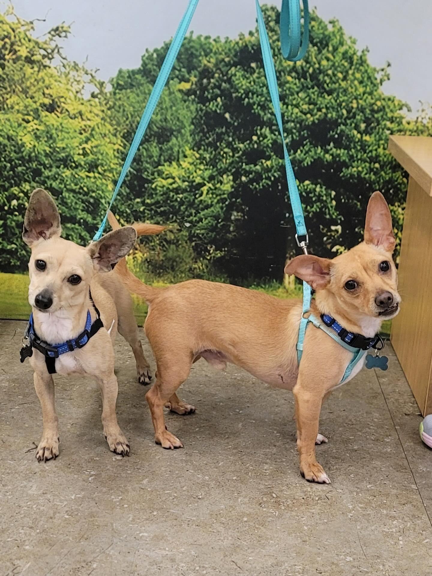 Enlarge Poppy & Jackson~ foster or adopt, a Adoptable Chihuahua in Irvine, CA image 5/9