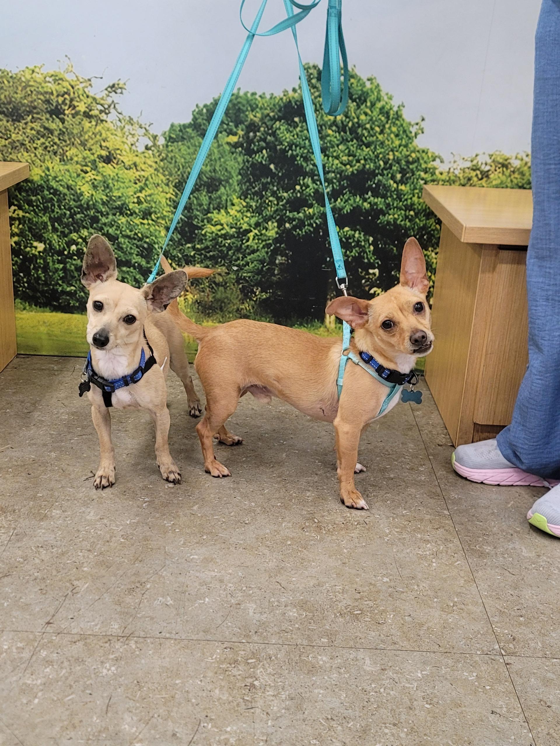 Enlarge Poppy & Jackson~ foster or adopt, a Adoptable Chihuahua in Irvine, CA image 9/9