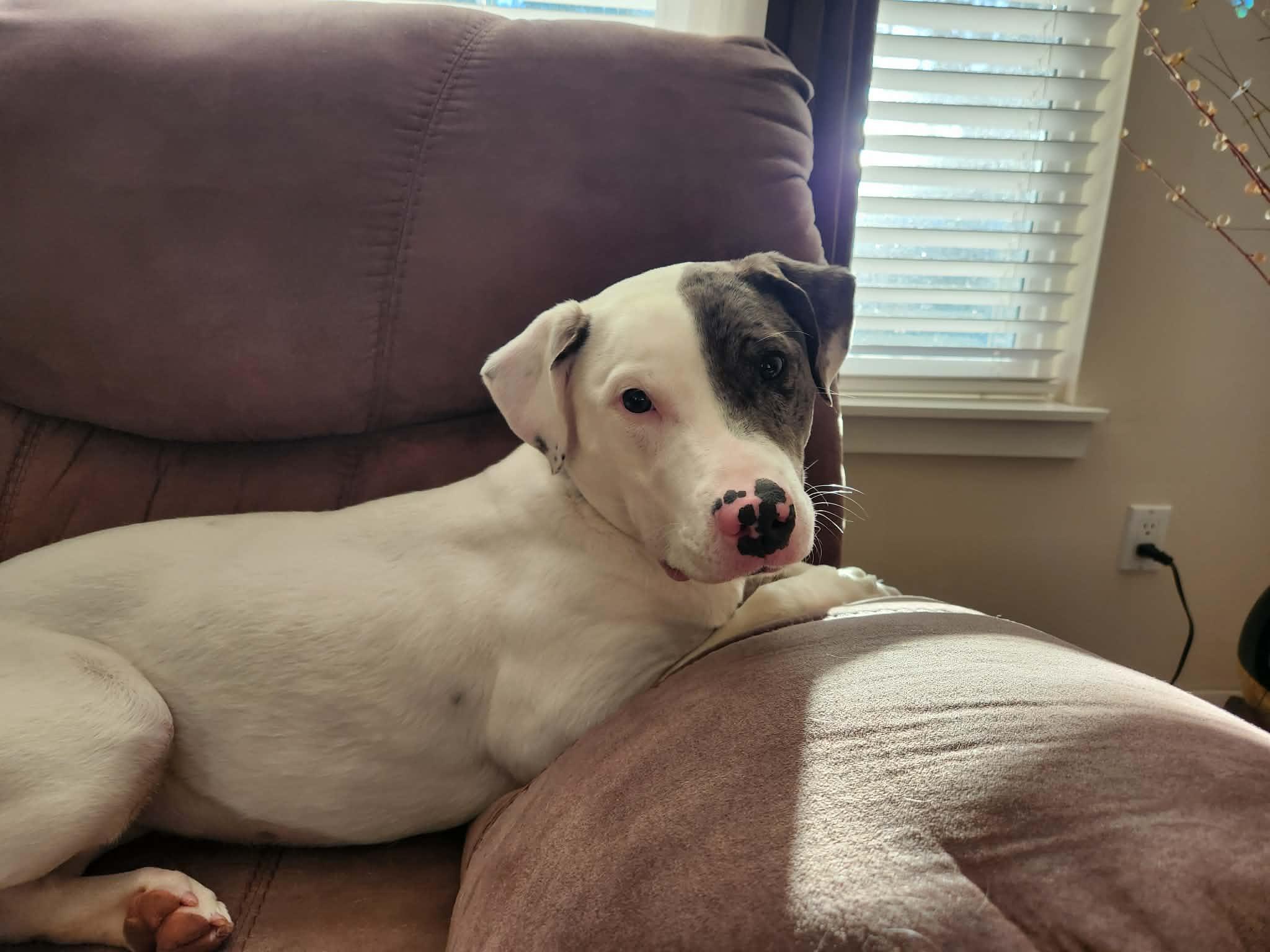 Enlarge Luna , a Adoptable mixed breed in Portland, OR image 4/6