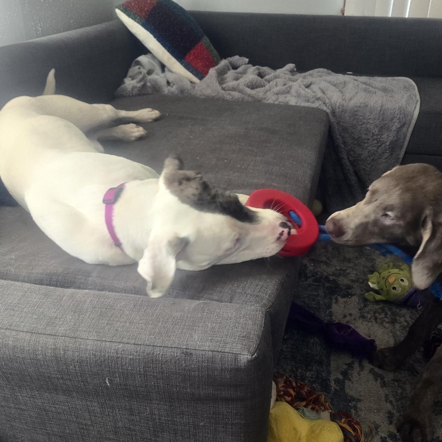 Enlarge Luna , a Adoptable mixed breed in Portland, OR image 6/6