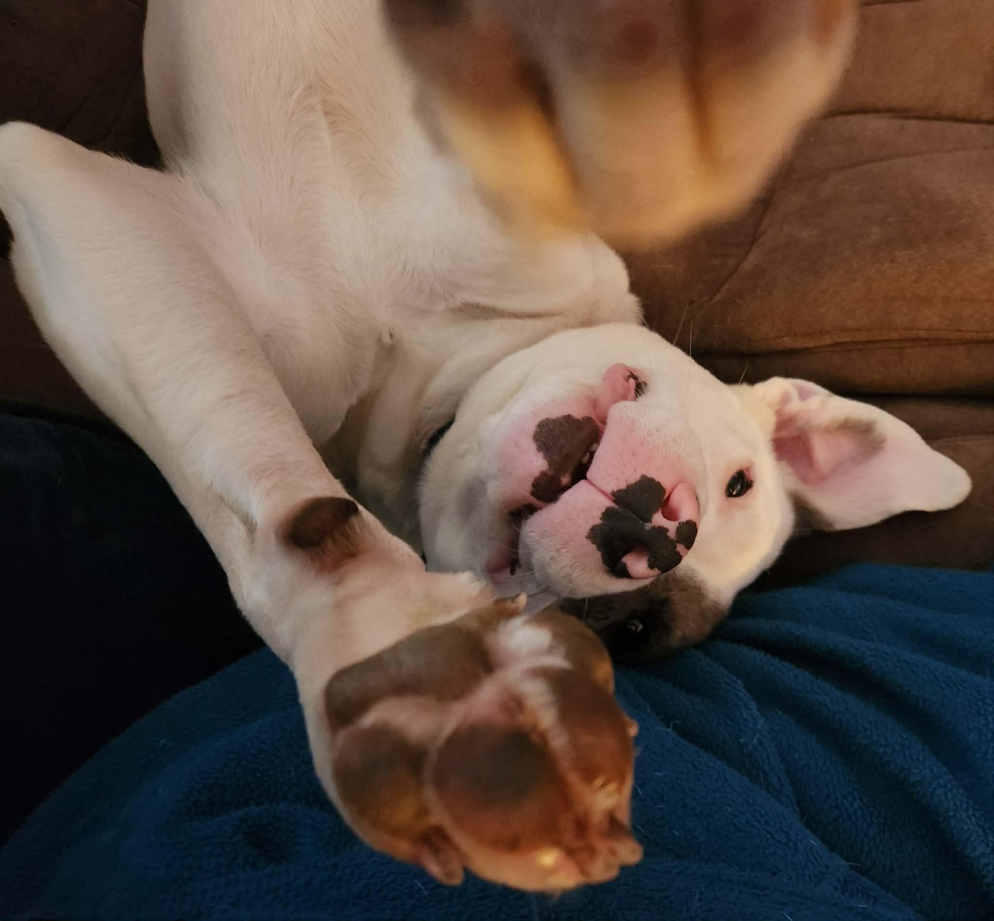 Enlarge Luna , a Adoptable mixed breed in Portland, OR image 3/6