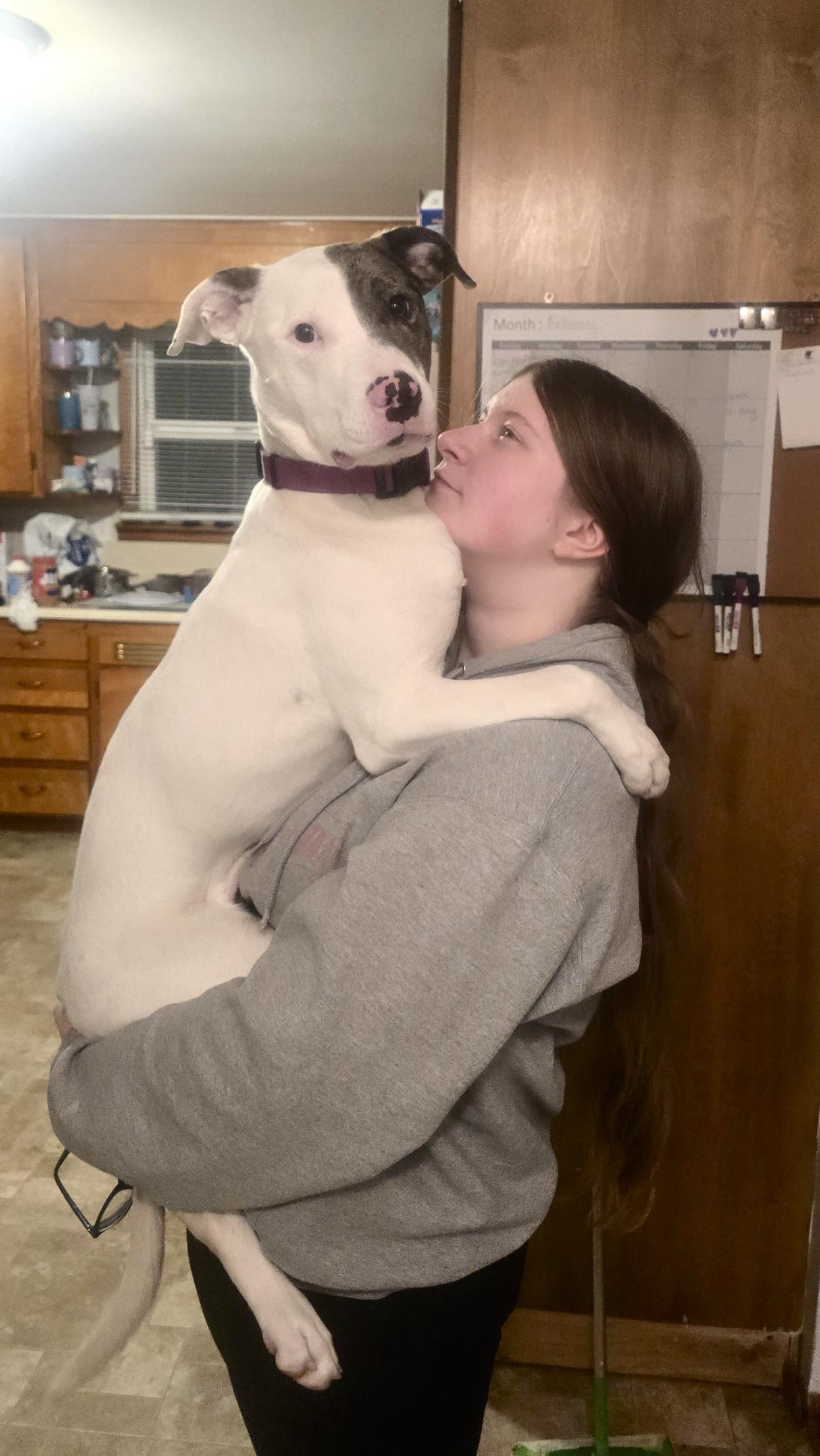 Enlarge Luna , a Adoptable mixed breed in Portland, OR image 2/6