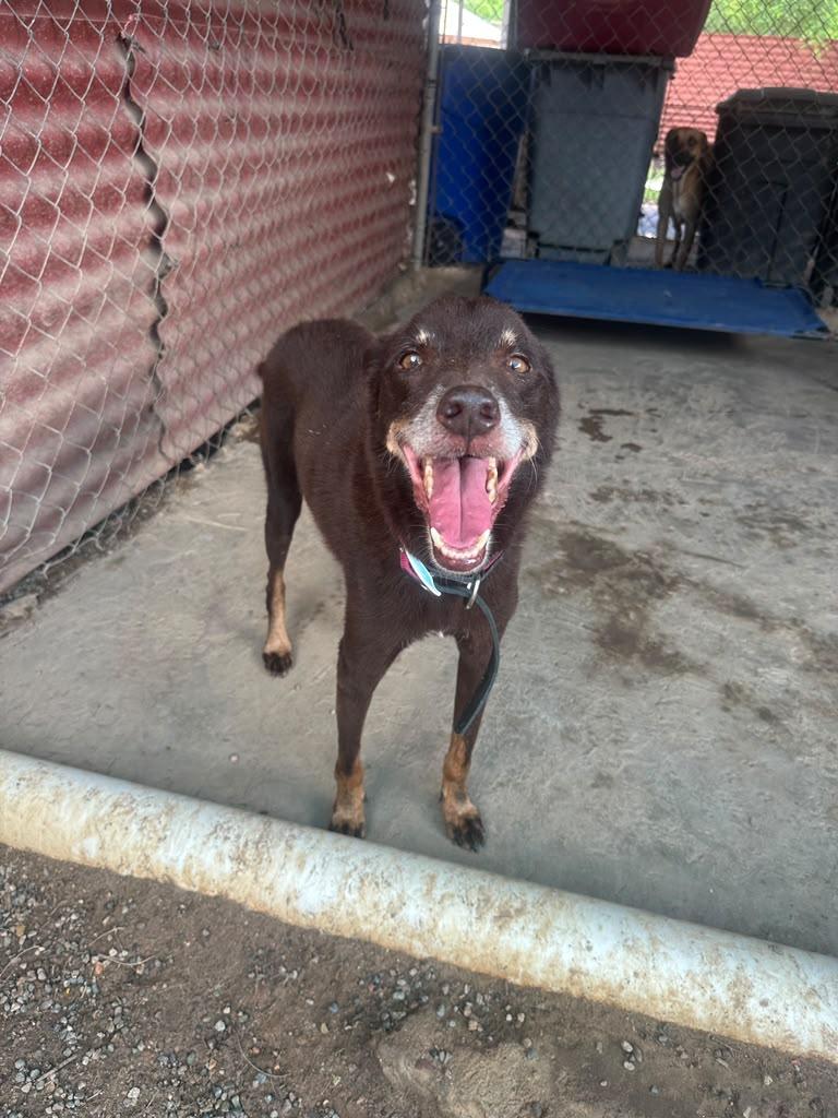 Enlarge Jet, a Adoptable mixed breed in Portland, OR image 1/6