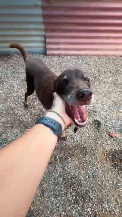 Enlarge Jet, a Adoptable mixed breed in Portland, OR video 3/6