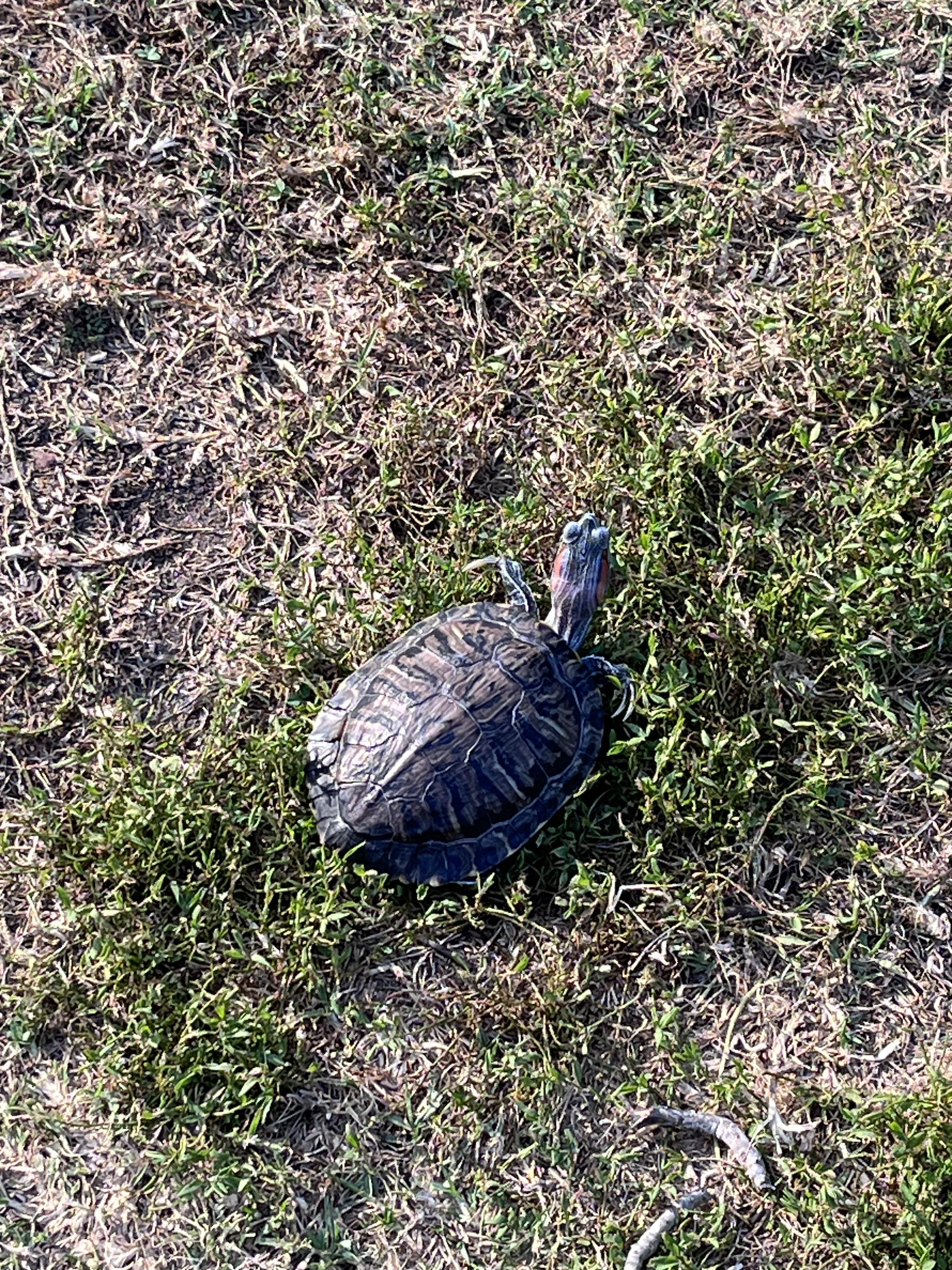 Enlarge Flipper, an adopted Red-Eared Slider in West Hollywood, CA image 4/4