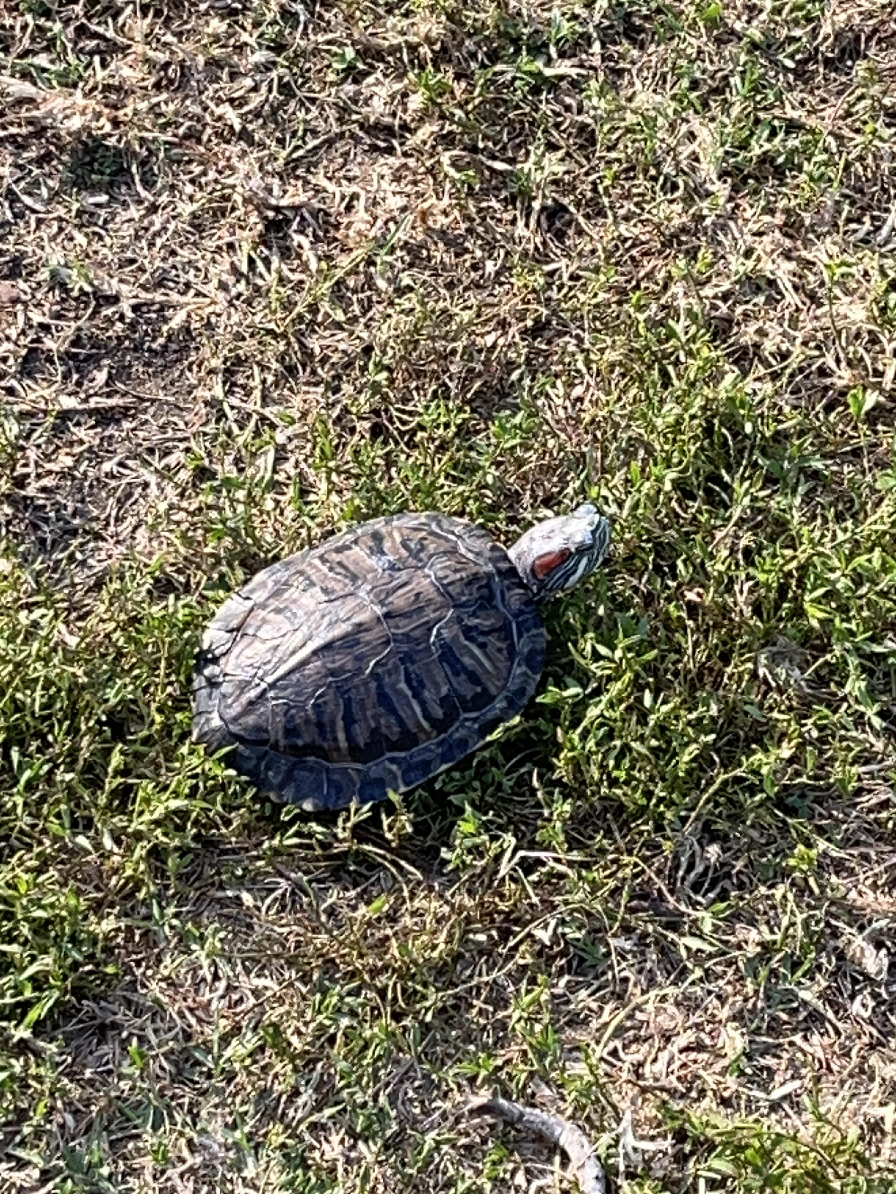 Enlarge Flipper, an adopted Red-Eared Slider in West Hollywood, CA image 2/4