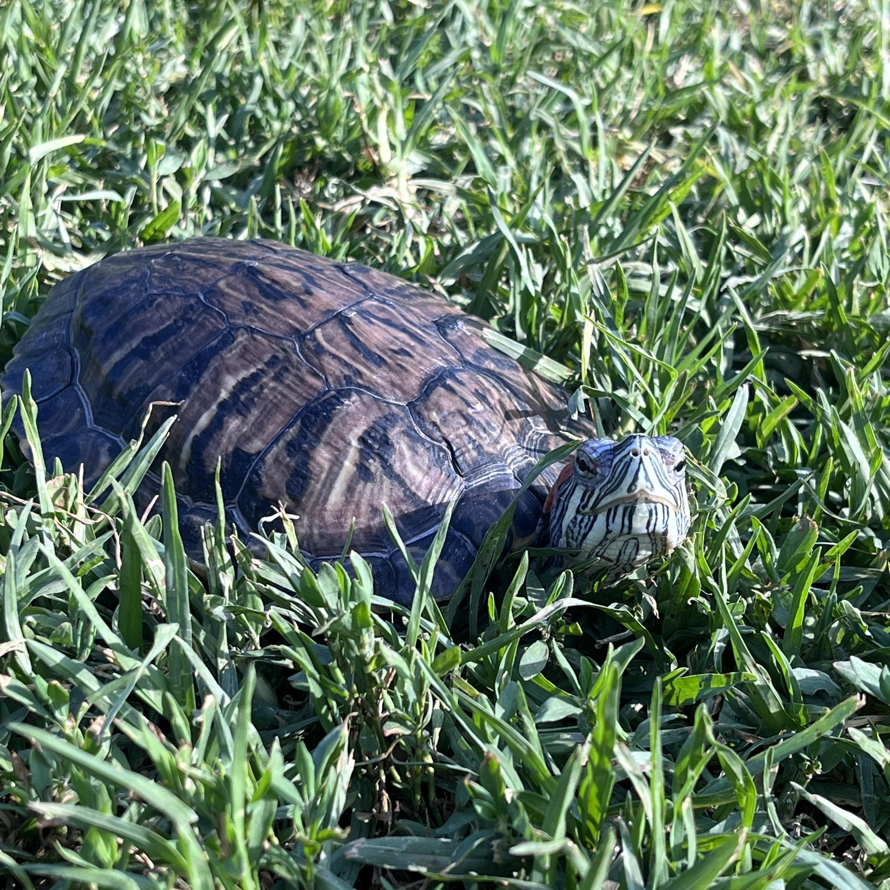 Enlarge Flipper, an adopted Red-Eared Slider in West Hollywood, CA image 1/4