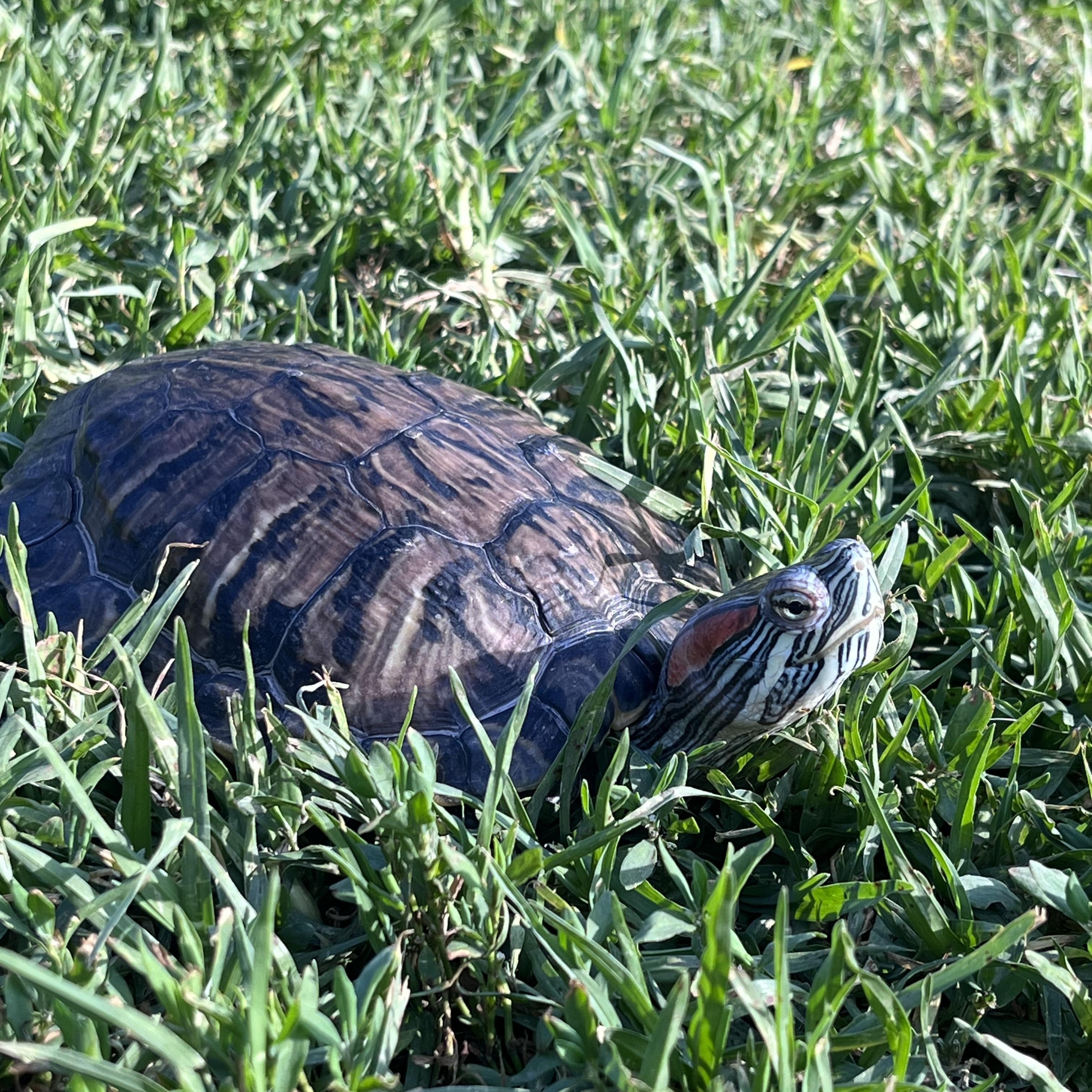 Enlarge Flipper, an adopted Red-Eared Slider in West Hollywood, CA image 3/4