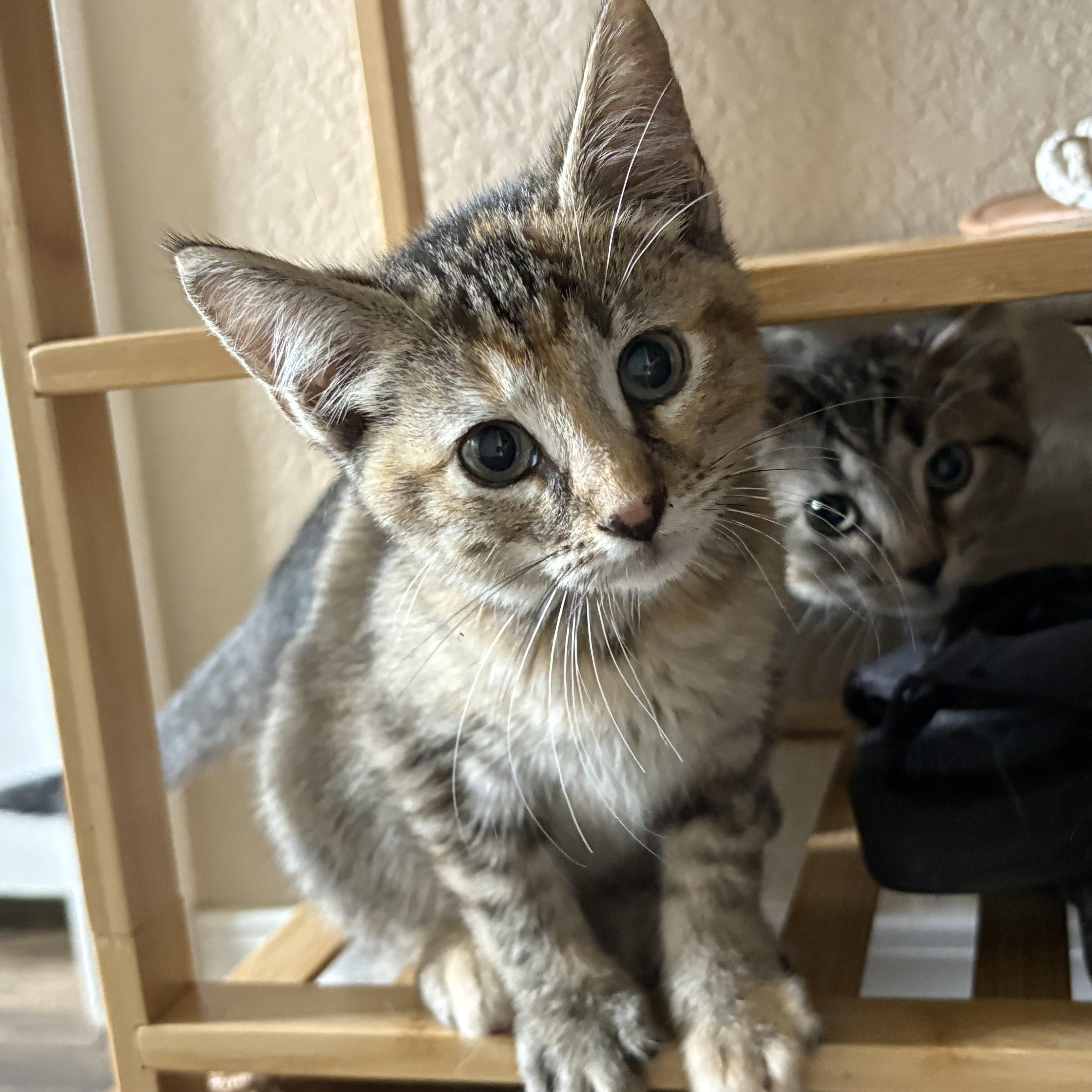 Ikki, adopted, Kitten Female Domestic Short Hair.