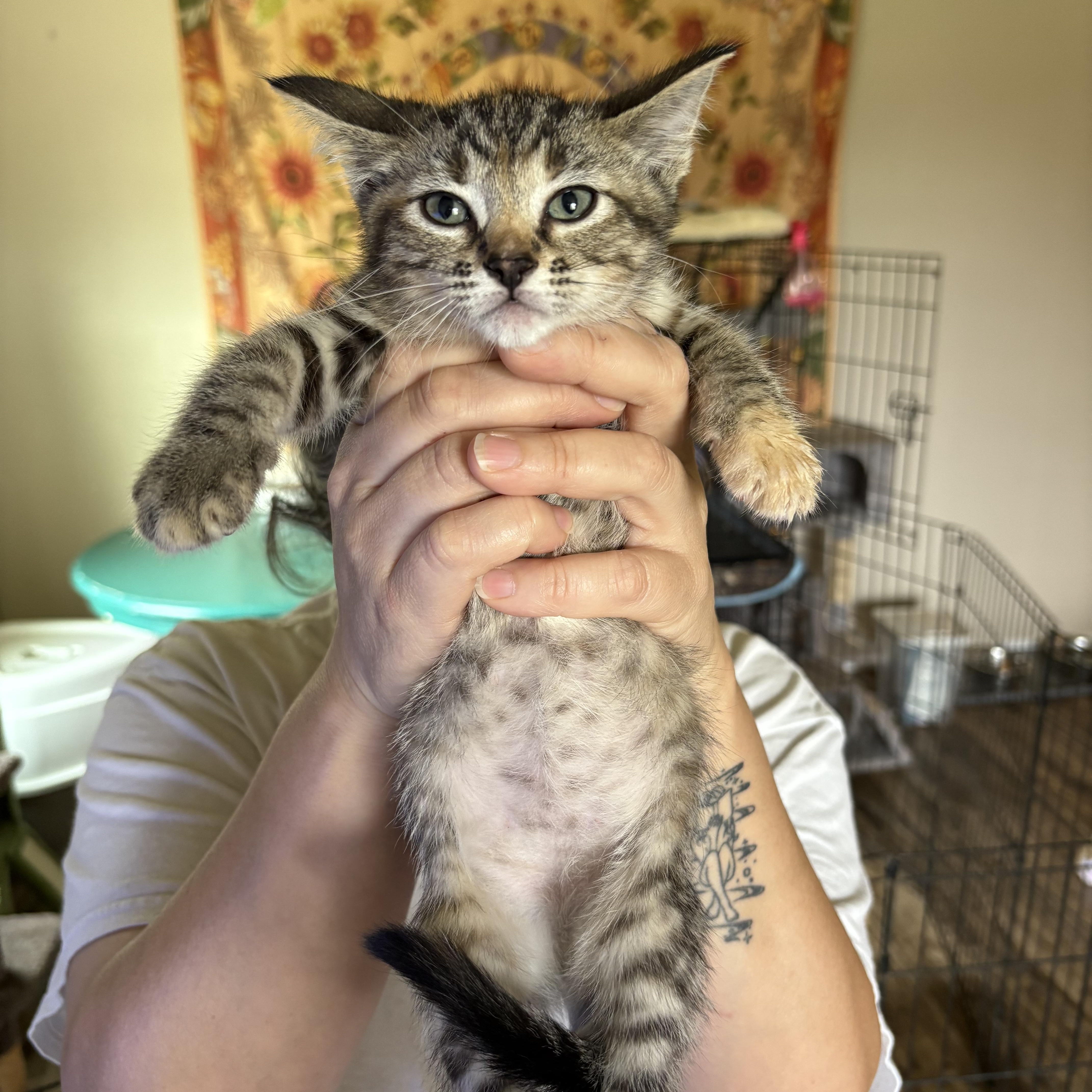 Enlarge Ikki, an adopted Domestic Short Hair in Colcord, OK image 4/6