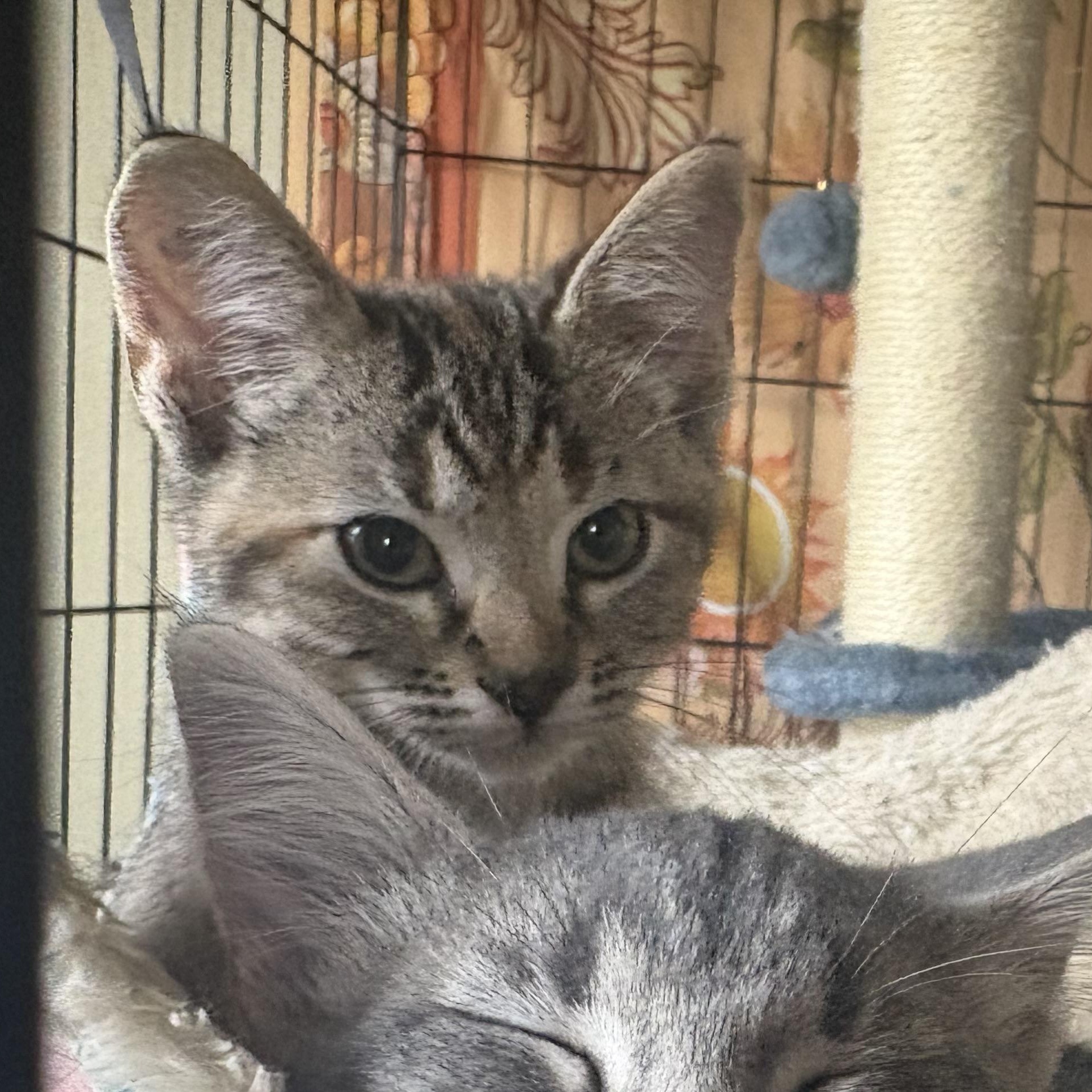 Enlarge Ikki, an adopted Domestic Short Hair in Colcord, OK image 5/6