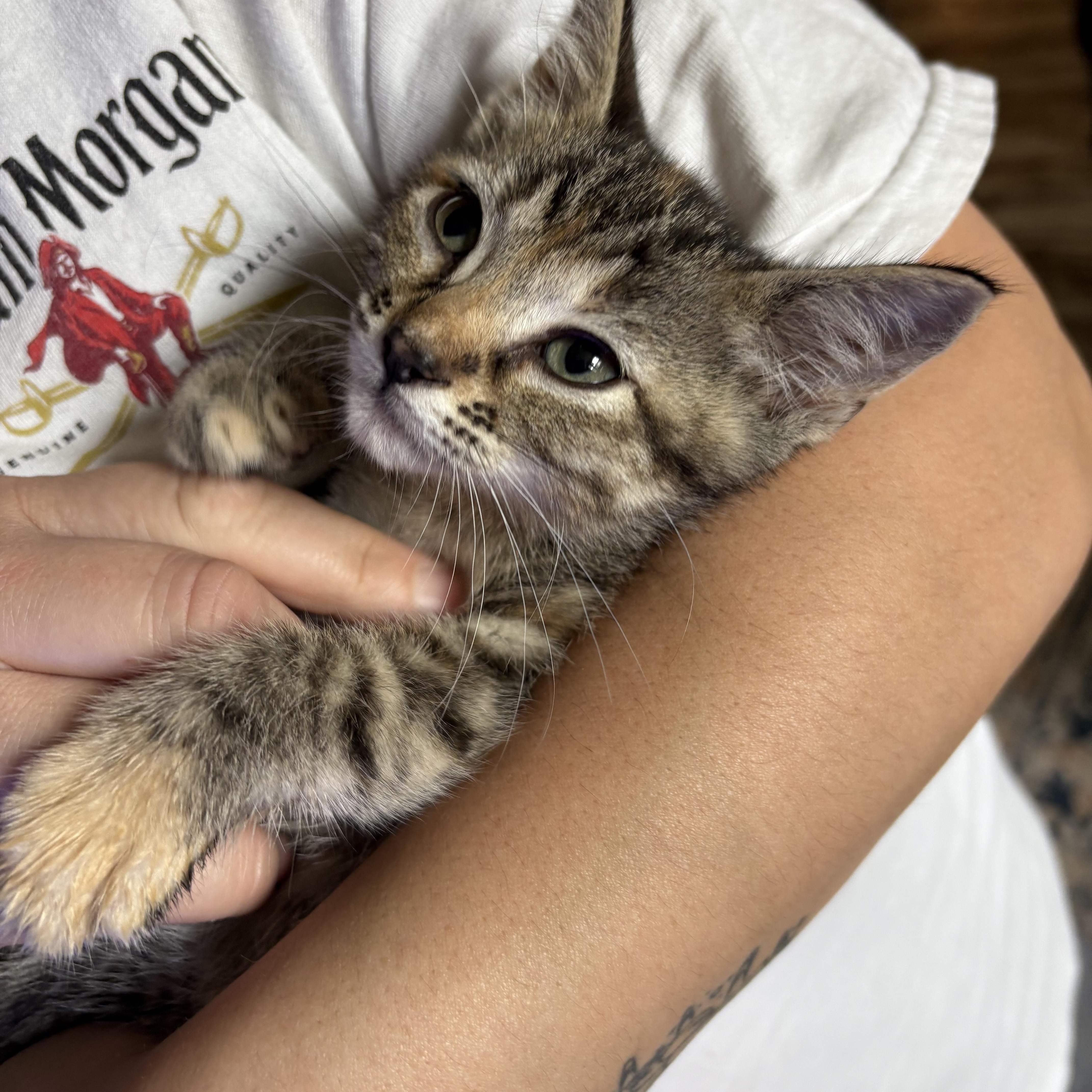 Enlarge Ikki, an adopted Domestic Short Hair in Colcord, OK image 2/6