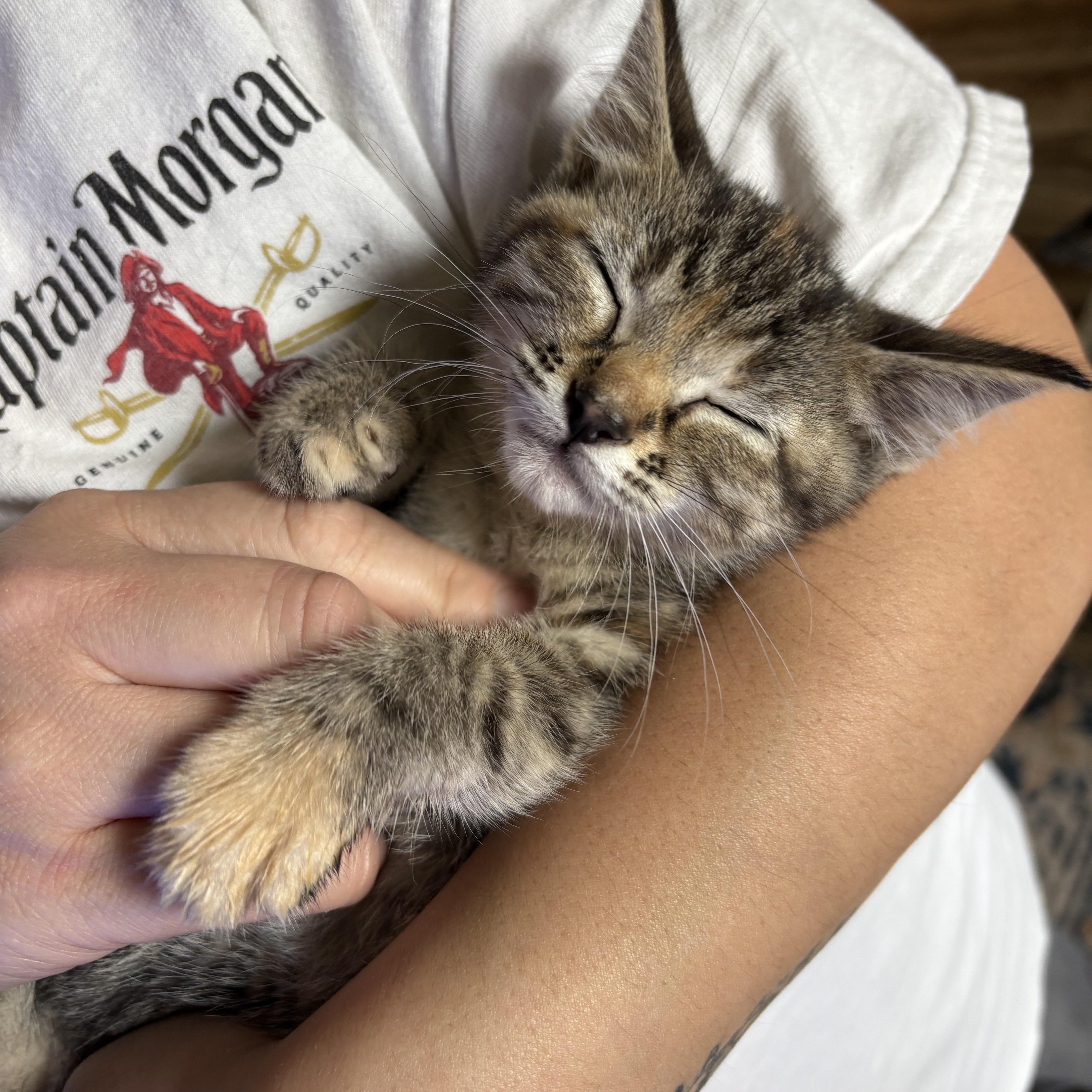 Enlarge Ikki, an adopted Domestic Short Hair in Colcord, OK image 3/6