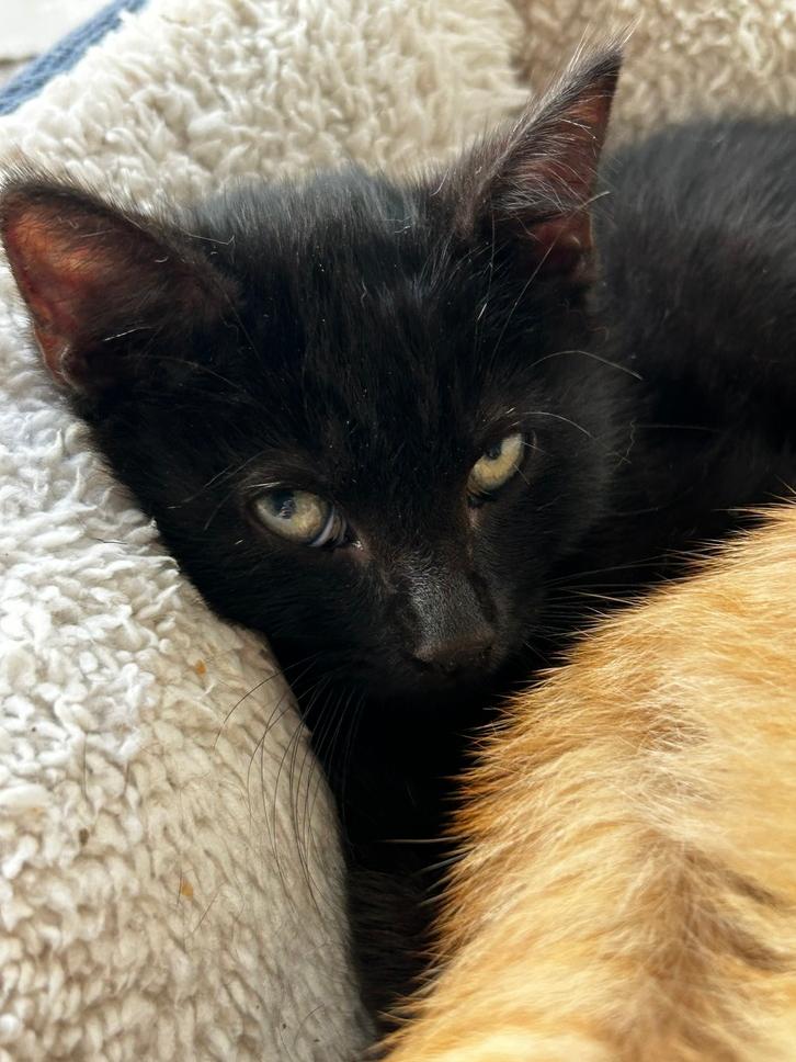 Mark Sloan, Adopted, Kitten Male Domestic Short Hair.