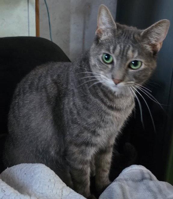 Sofia, a Adoptable Domestic Short Hair in Battle Ground, WA image 2/3