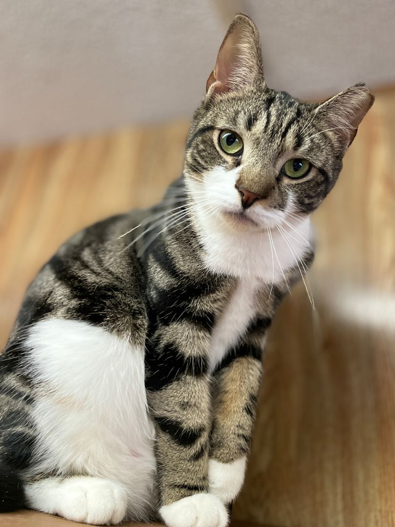 Pretty boy Stu aka 'Swirly', Adopted, Young Male Domestic Short Hair & Tabby.