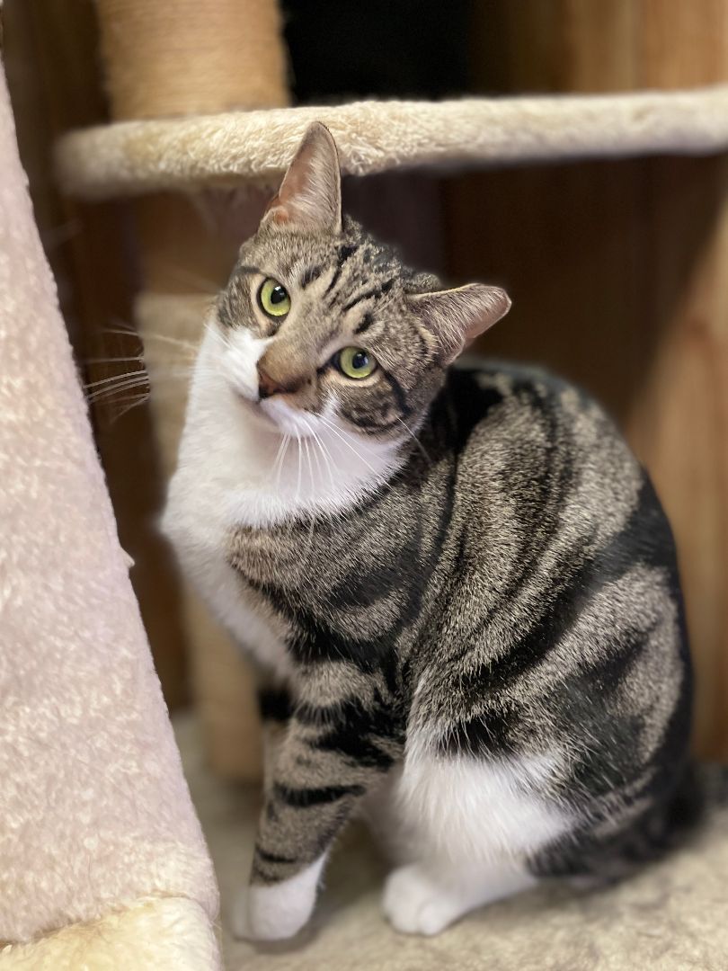 Enlarge Pretty boy Stu aka 'Swirly', a Adopted mixed breed in East Elmhurst, NY image 2/14