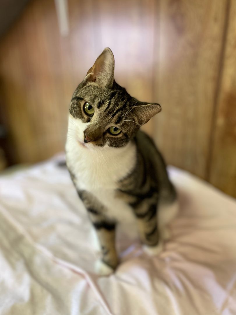 Enlarge Pretty boy Stu aka 'Swirly', a Adopted mixed breed in East Elmhurst, NY image 3/14