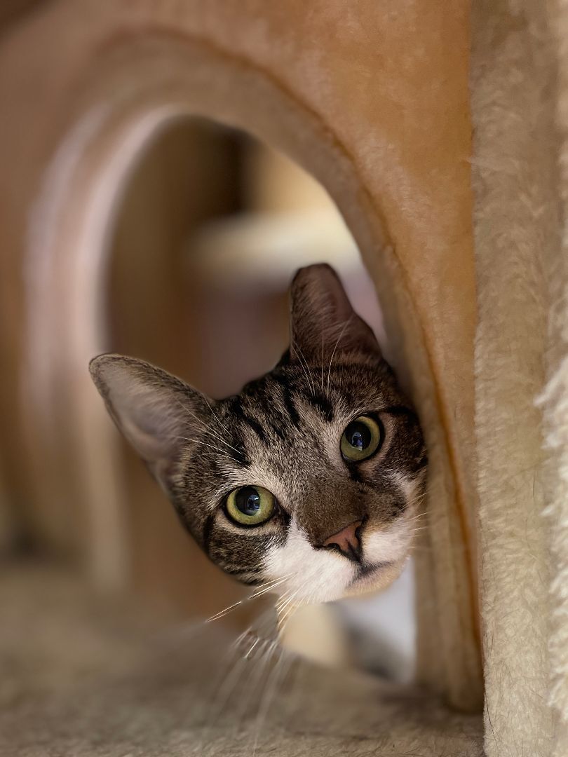 Enlarge Pretty boy Stu aka 'Swirly', a Adopted mixed breed in East Elmhurst, NY image 4/14