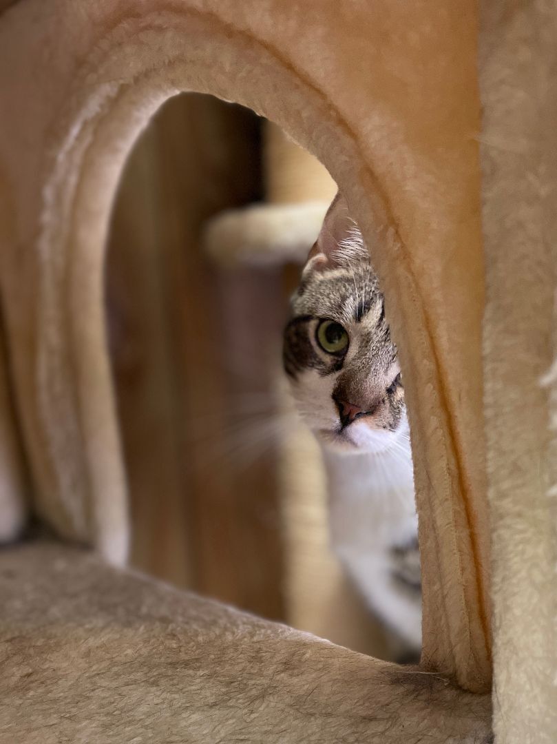 Enlarge Pretty boy Stu aka 'Swirly', a Adopted mixed breed in East Elmhurst, NY image 5/14