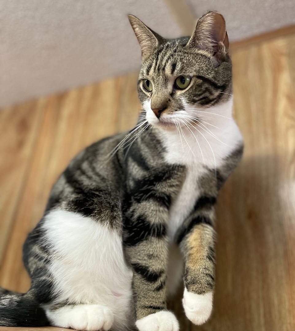 Enlarge Pretty boy Stu aka 'Swirly', a Adopted mixed breed in East Elmhurst, NY image 6/14