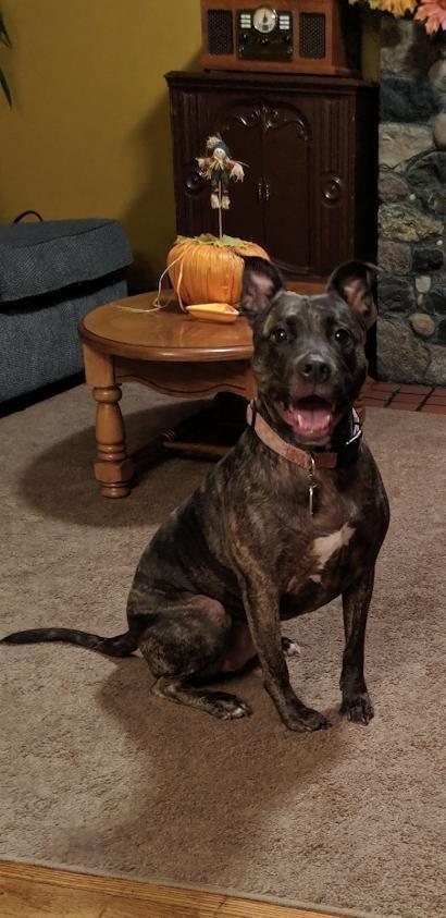 Holly (ISO Forever Foster), Adoptable, Senior Female Terrier.