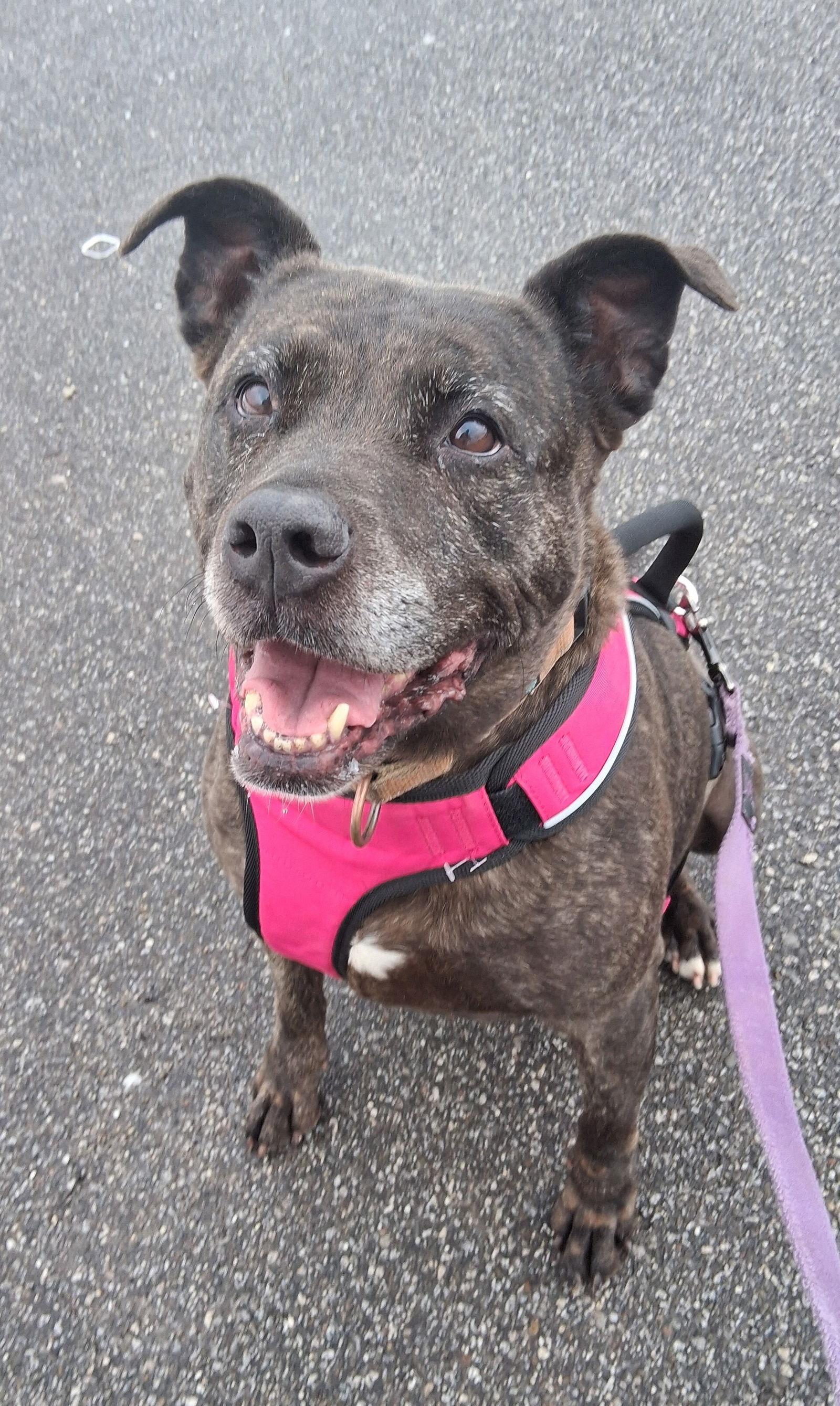 Holly (ISO Forever Foster), Adoptable, Senior Female Terrier.