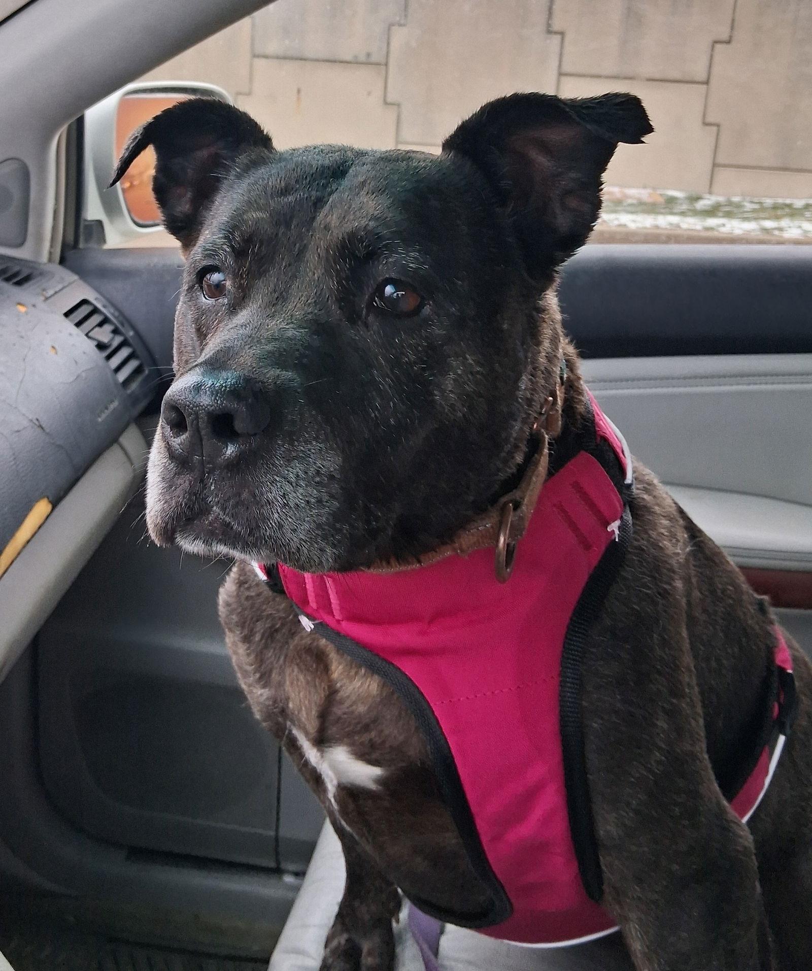 Enlarge Holly (ISO Forever Foster), a Adoptable Terrier in Cuyahoga Falls, OH image 3/3