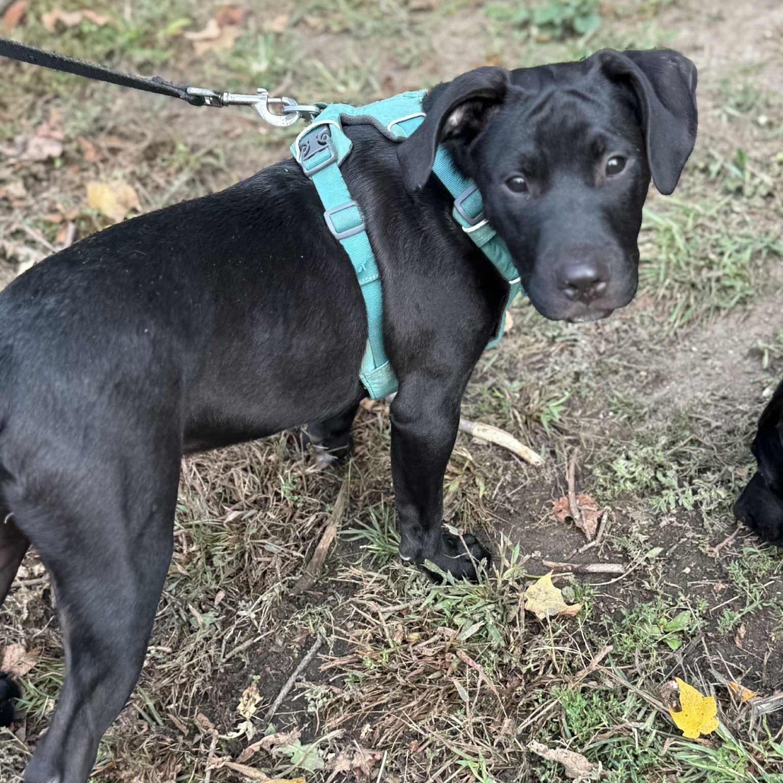 LODI, a Adoptable mixed breed in Evansville, WI image 1/2