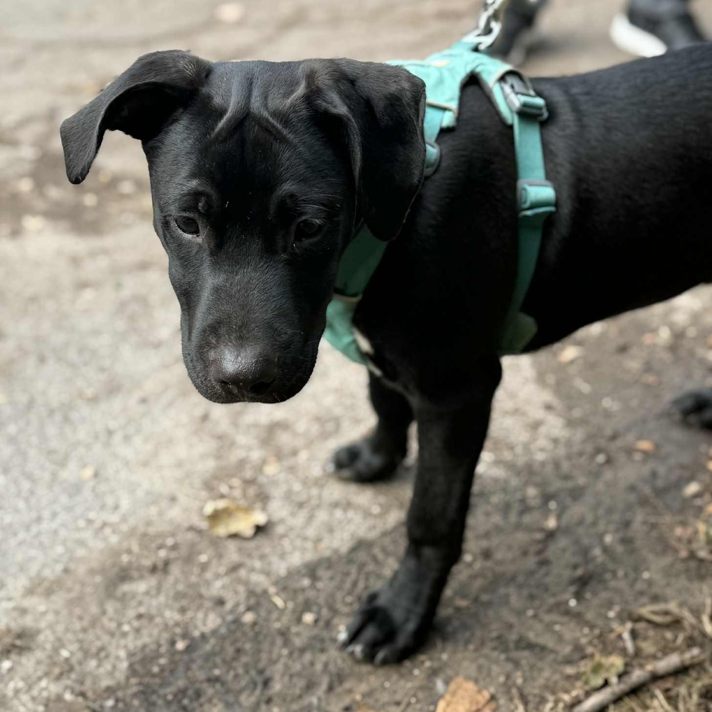 LODI, a Adoptable mixed breed in Evansville, WI image 2/2