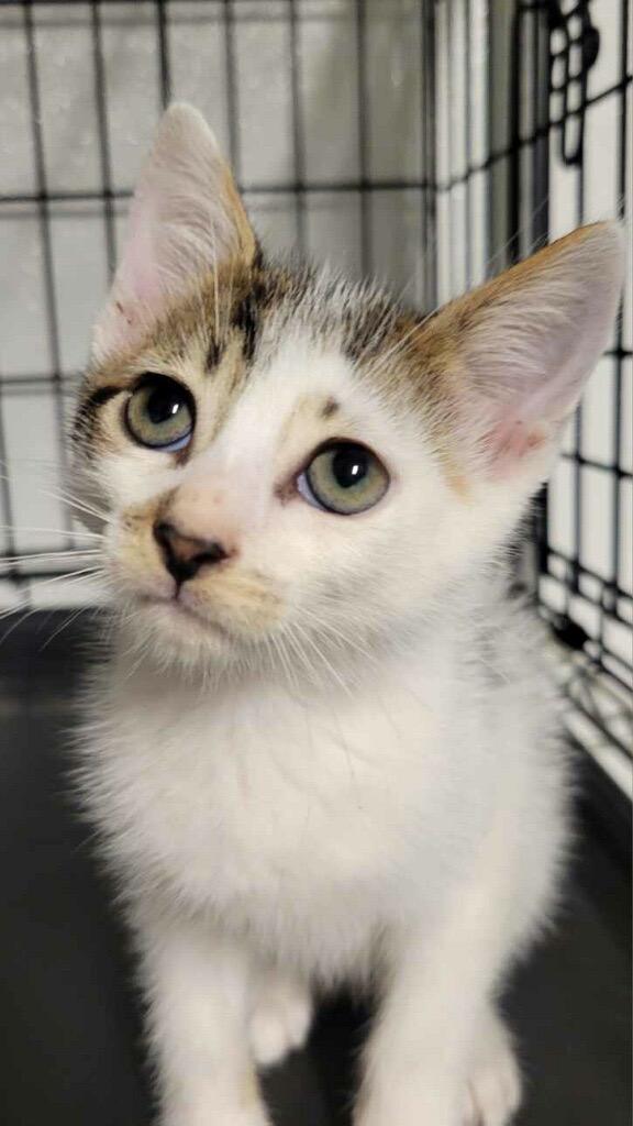 Enlarge Pizza, a Adoptable mixed breed in Metter, GA image 1/1
