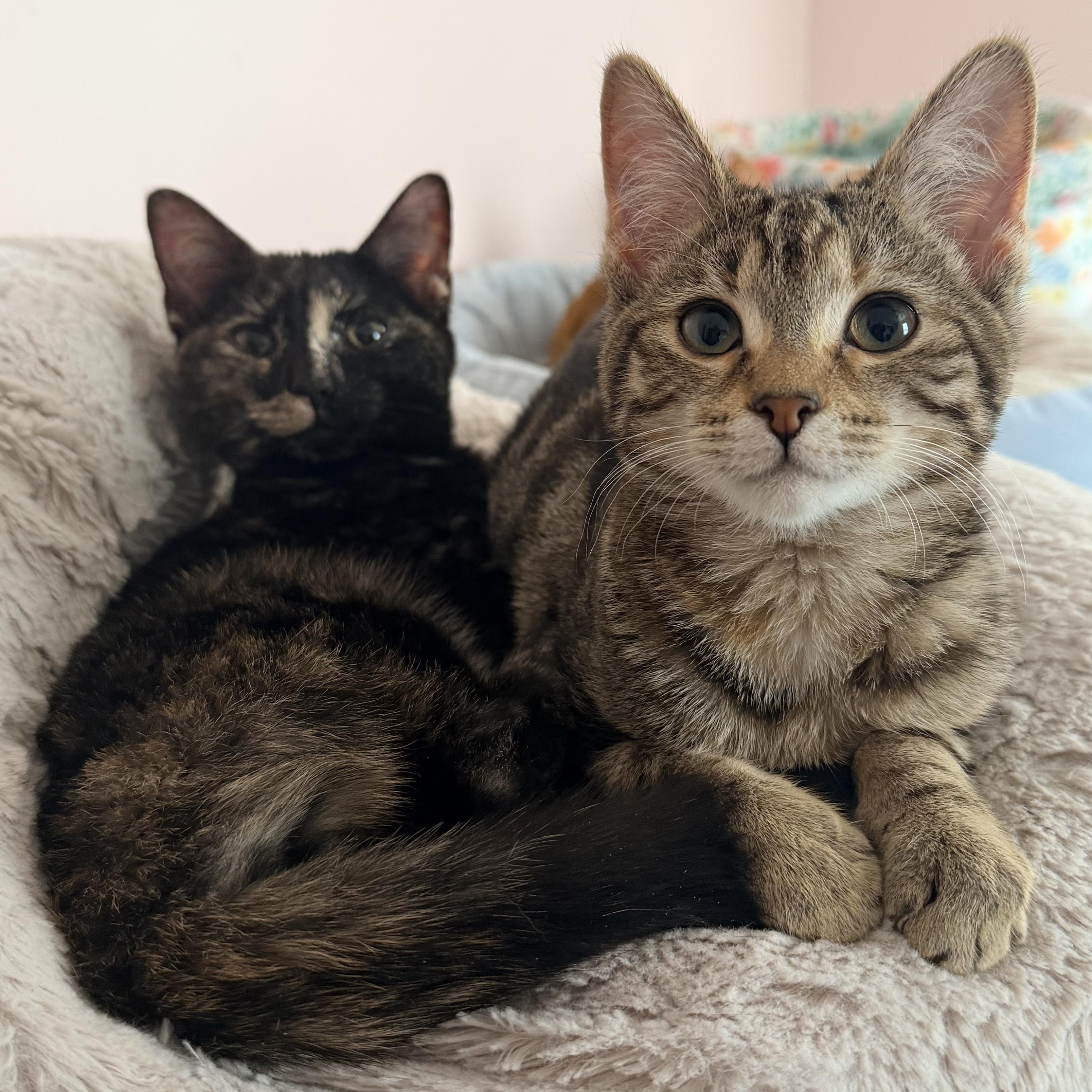 Roz & Lana (BONDED PAIR), Adoptable, Young Female Domestic Short Hair.