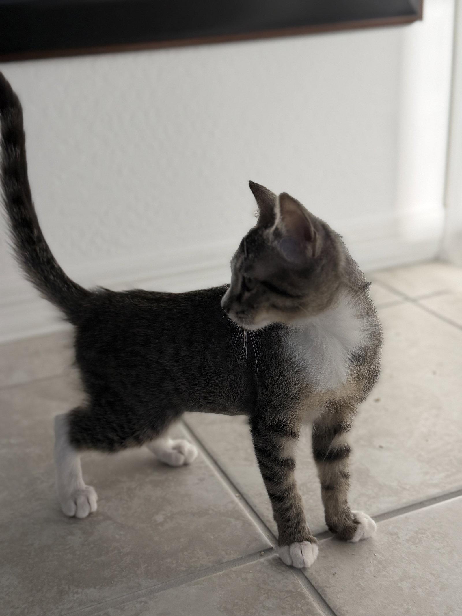 Enlarge Kika, a Adoptable Domestic Short Hair in Phoenix, AZ image 1/2