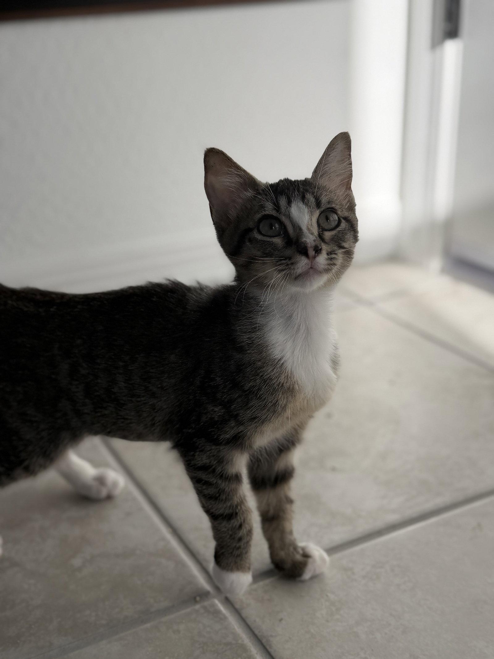 Enlarge Kika, a Adoptable Domestic Short Hair in Phoenix, AZ image 2/2