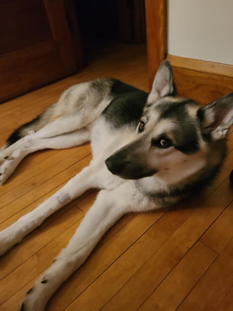 Enlarge Tempo, a Adoptable German Shepherd Dog in Minneapolis, MN image 1/6