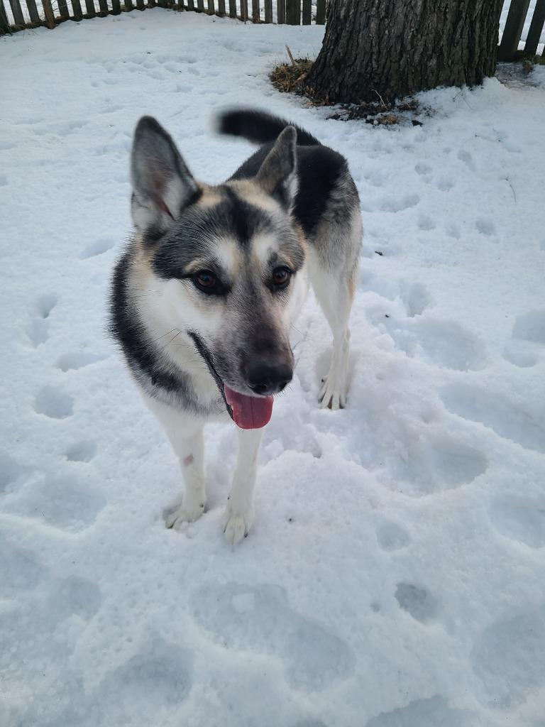Enlarge Tempo, a Adoptable German Shepherd Dog in Minneapolis, MN image 2/6