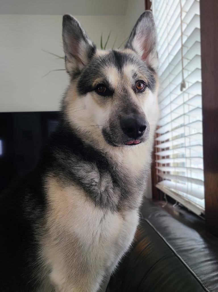 Enlarge Tempo, a Adoptable German Shepherd Dog in Minneapolis, MN image 3/6