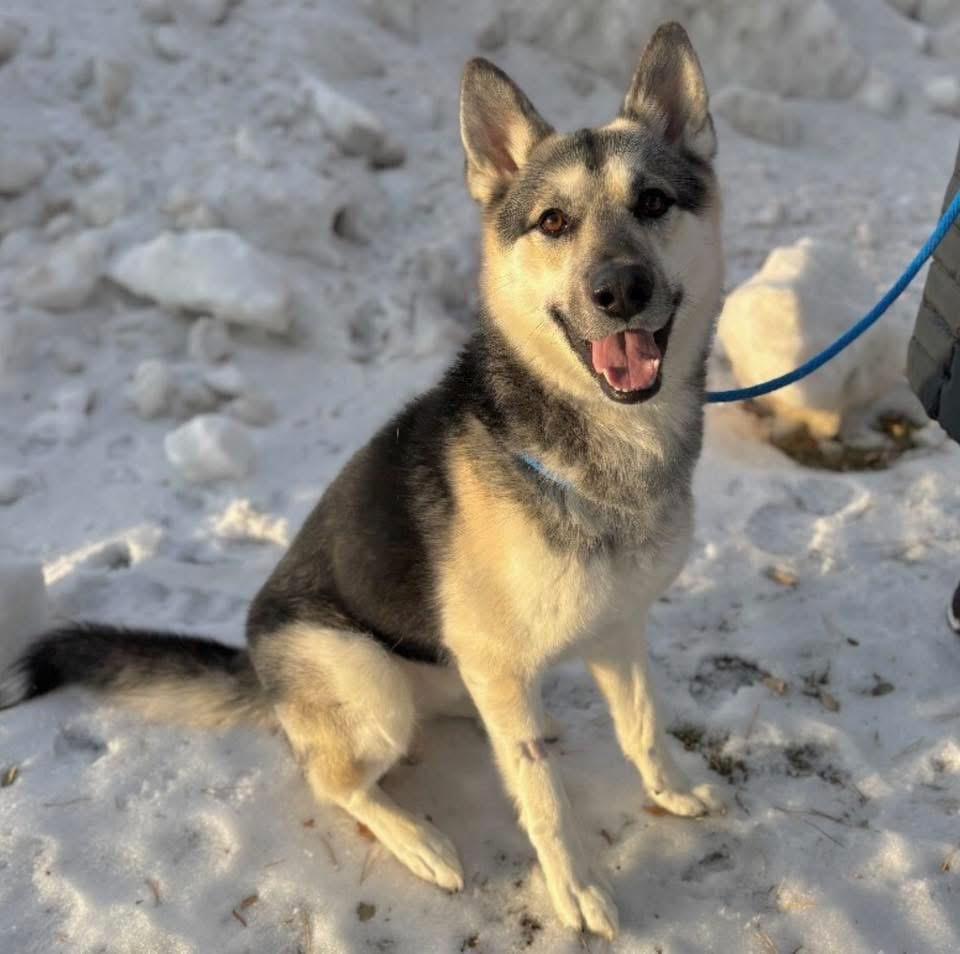 Enlarge Tempo, a Adoptable German Shepherd Dog in Minneapolis, MN image 4/6