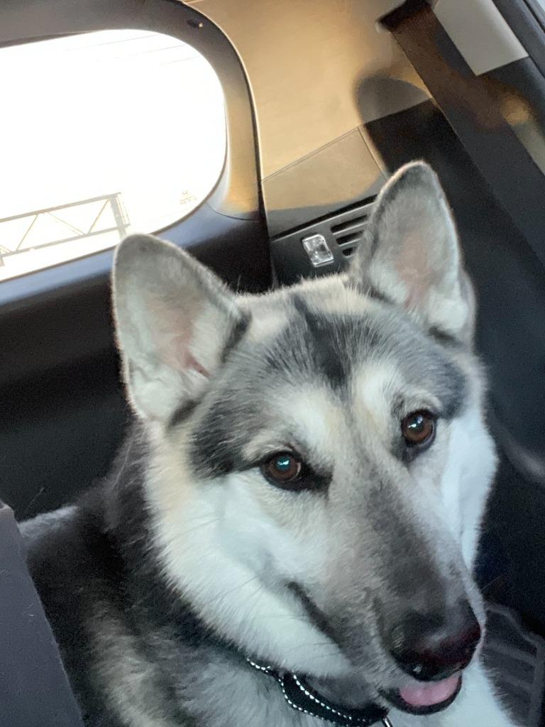 Enlarge Tempo, a Adoptable German Shepherd Dog in Minneapolis, MN image 5/6