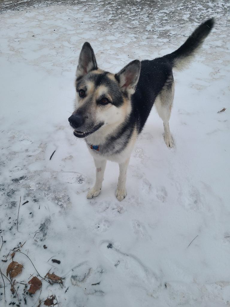 Enlarge Tempo, a Adoptable German Shepherd Dog in Minneapolis, MN image 6/6
