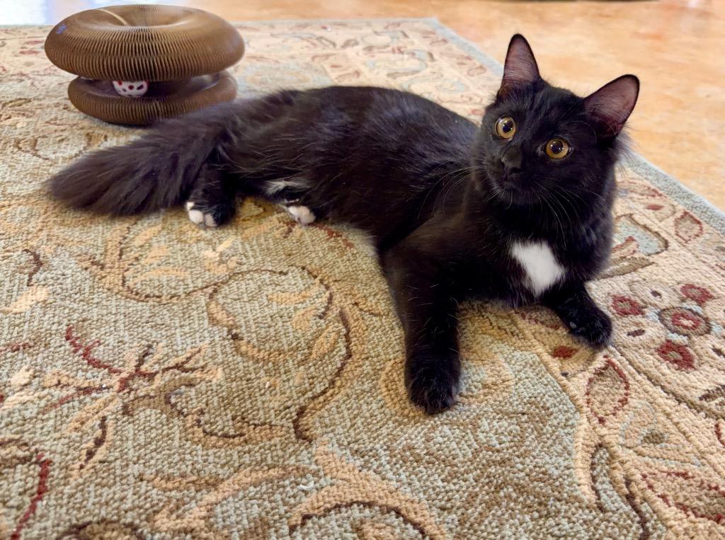 Princess, Adoptable, Young Female Domestic Medium Hair.