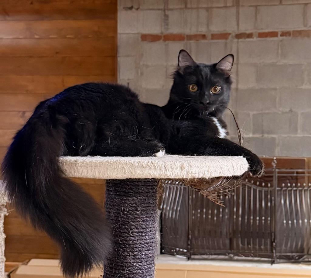 Enlarge Princess, a Adoptable mixed breed in Newnan, GA image 2/5