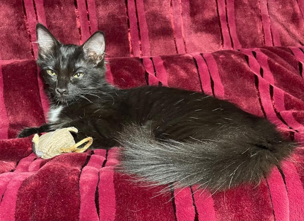 Enlarge Princess, a Adoptable mixed breed in Newnan, GA image 3/5