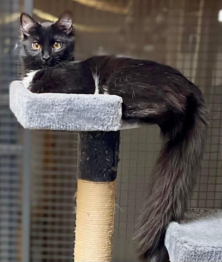 Enlarge Princess, a Adoptable mixed breed in Newnan, GA image 5/5