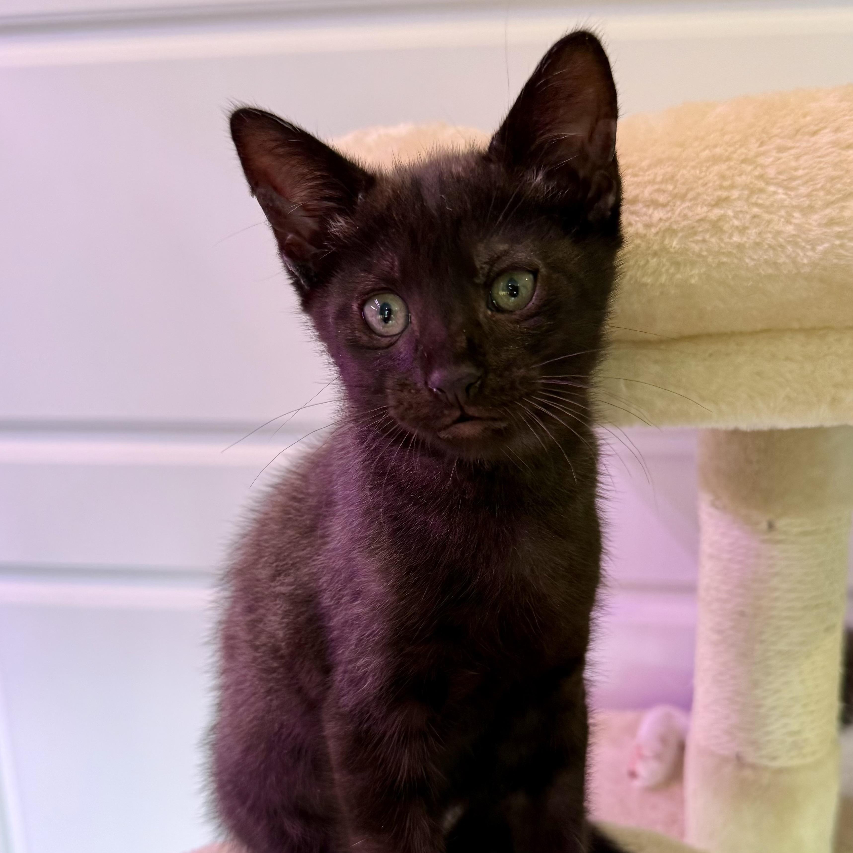 Roland, ADOPTABLE, Kitten Male Domestic Short Hair.