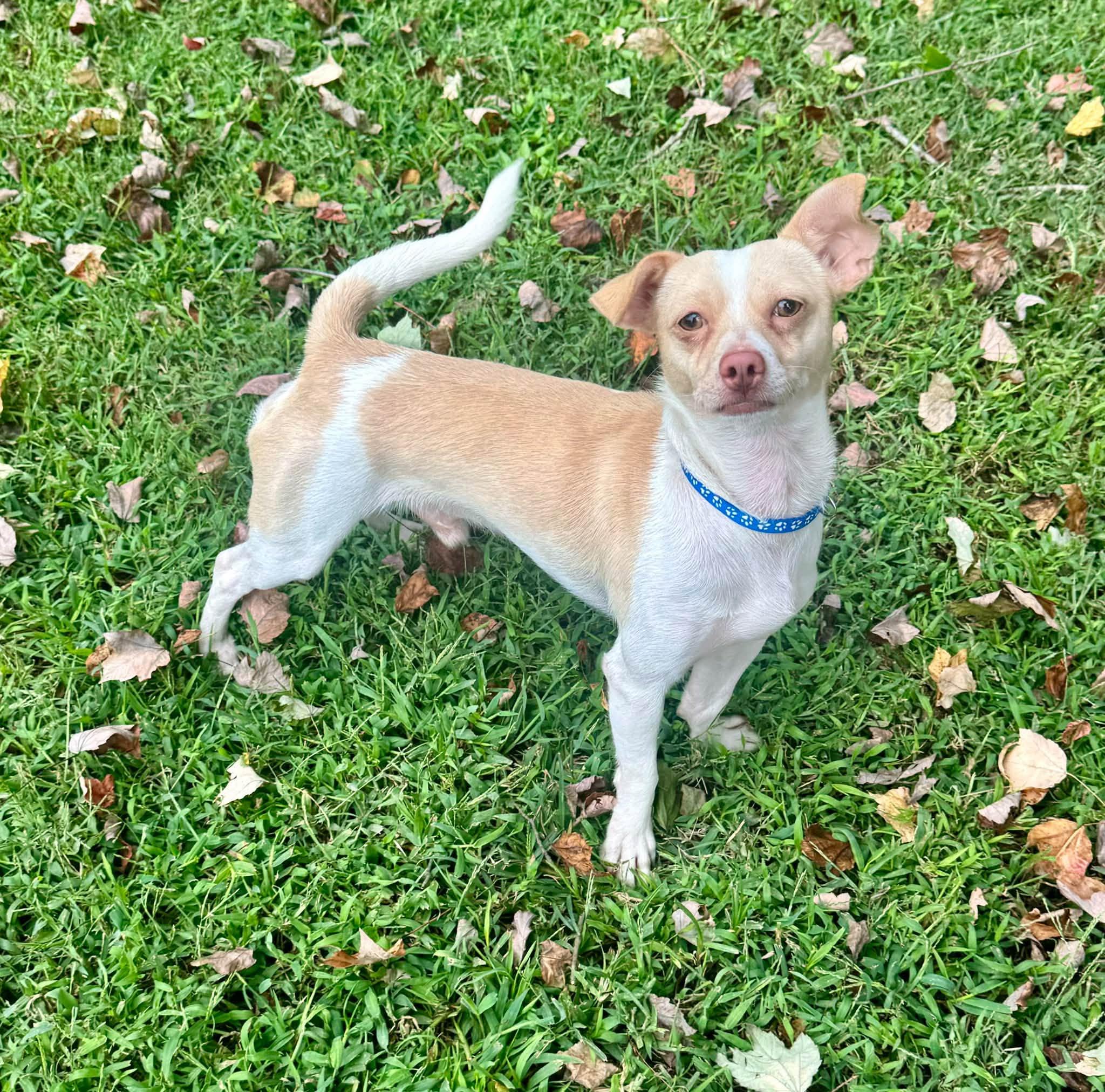 Kallen, Adoptable, Adult Male Chihuahua & Whippet.