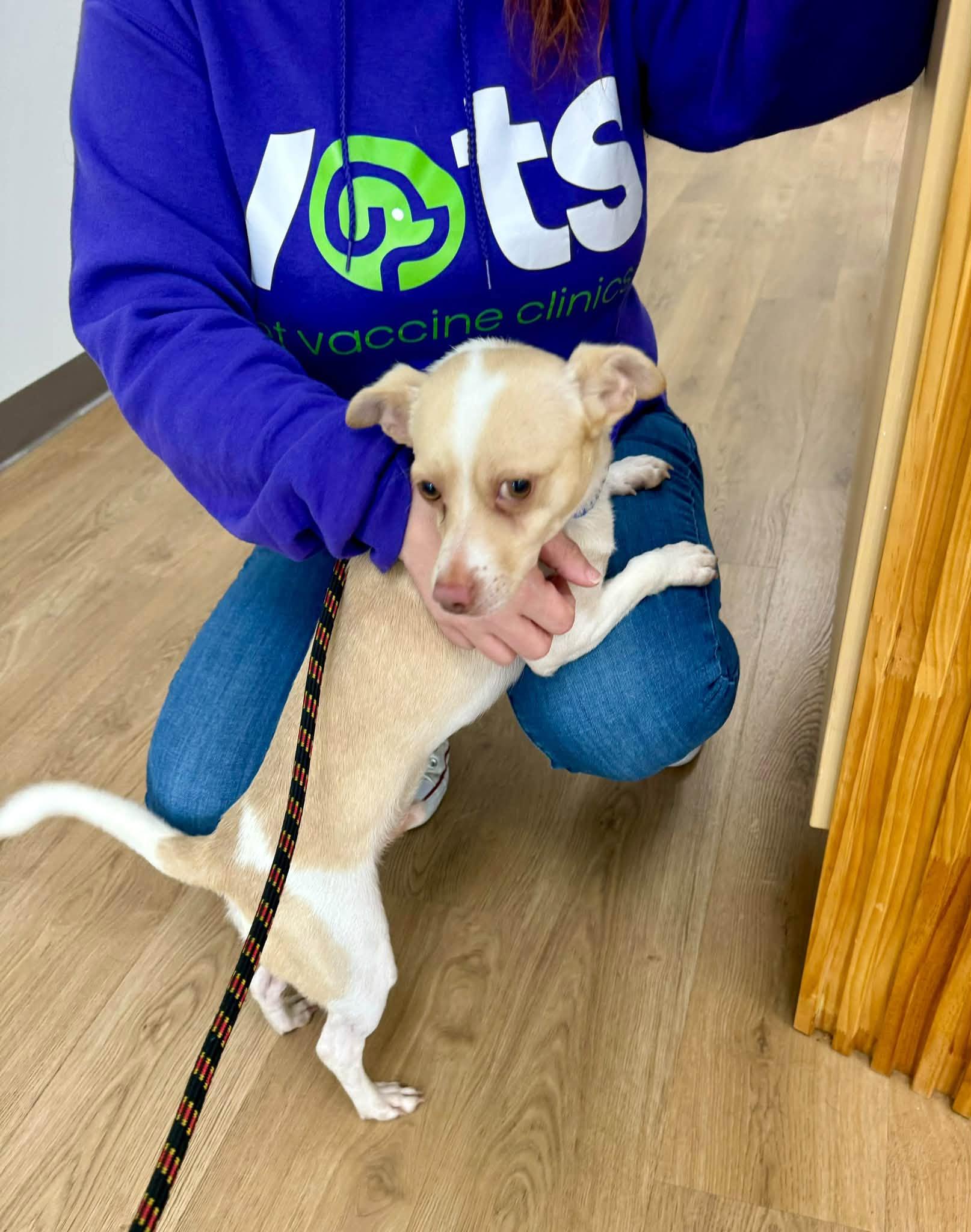 Enlarge Kallen, a Adoptable mixed breed in Yorktown, VA image 2/6
